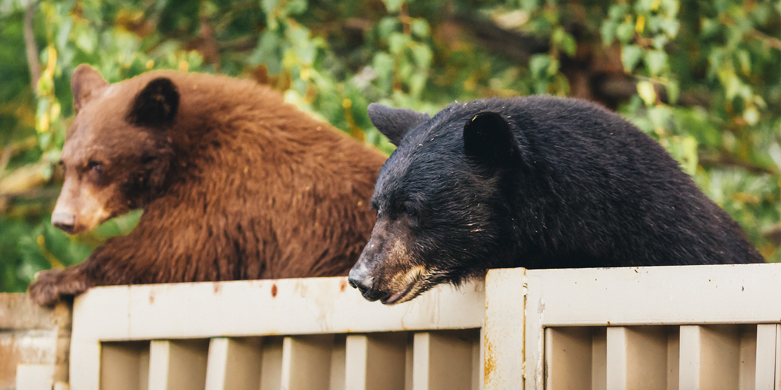 bears on trashcan